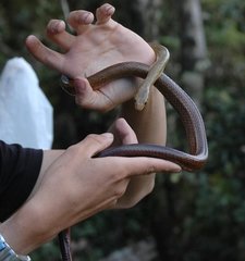 Ithycyphus perineti