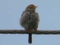 Cisticola fulvicapilla lebombo