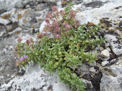 Thymus bashkiriensis