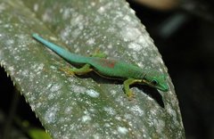Phelsuma lineata
