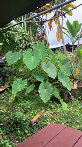 Colocasia esculenta observed 2023-07-16