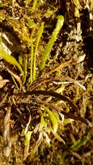 Notogrammitis angustifolia