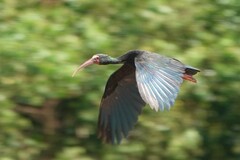 Bare-Faced Ibis photo 3