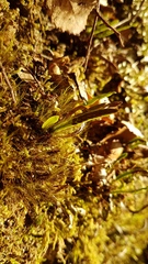 Notogrammitis angustifolia