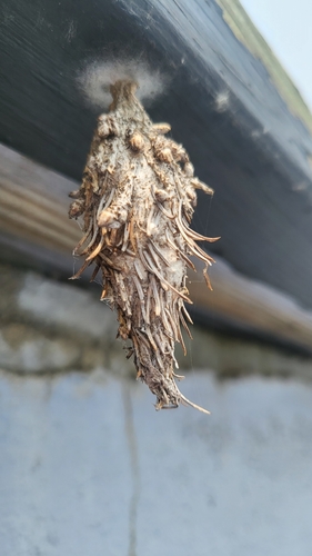 Evergreen bagworm moth