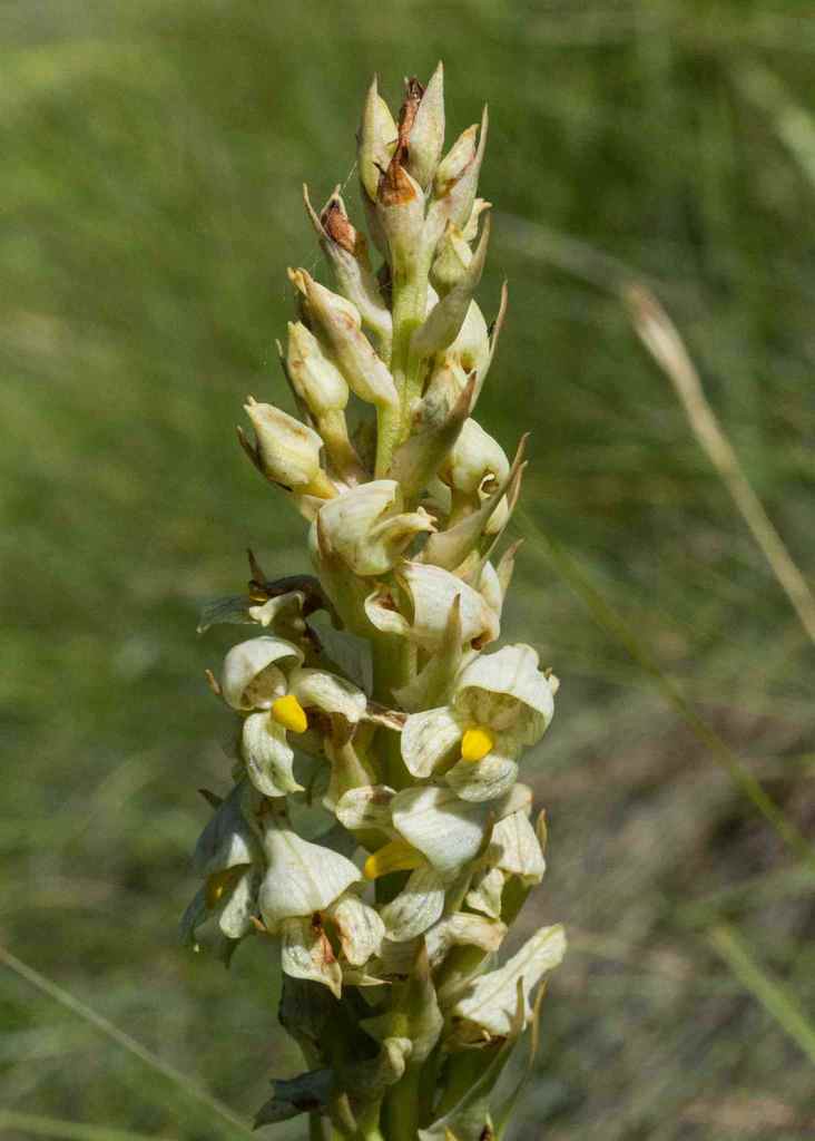 Disa tysonii