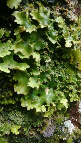 Pseudocyphellaria episticta image