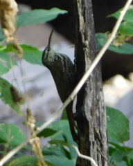 Lepidocolaptes leucogaster