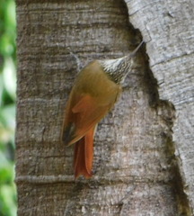 Lepidocolaptes leucogaster