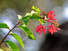 Cestrum elegans