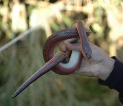 Pseudoxyrhopus tritaeniatus