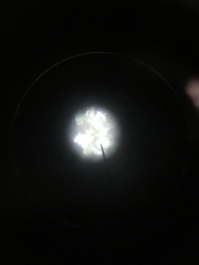 Miozoa
