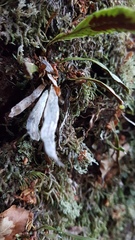 Notogrammitis billardierei