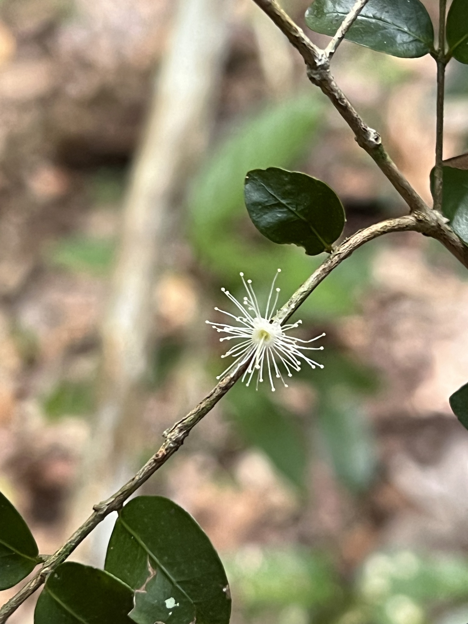 Imagem de Jabuticaba-de-cipó