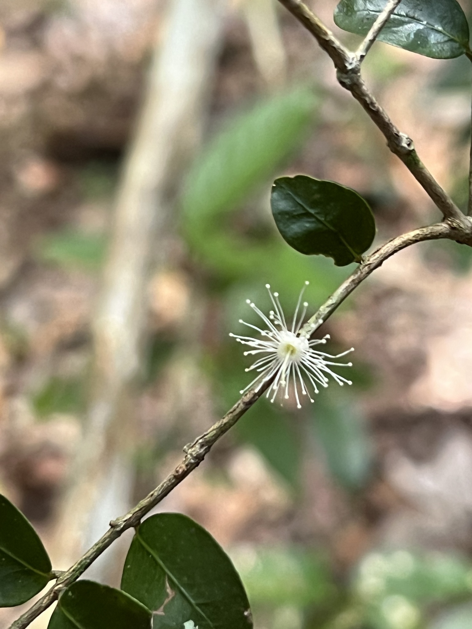 Imagem de Jabuticaba-de-cipó