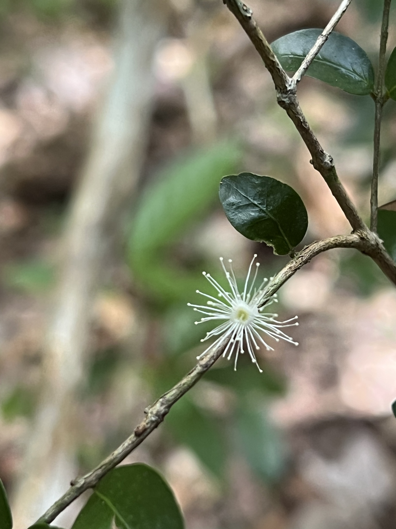Imagem de Jabuticaba-de-cipó