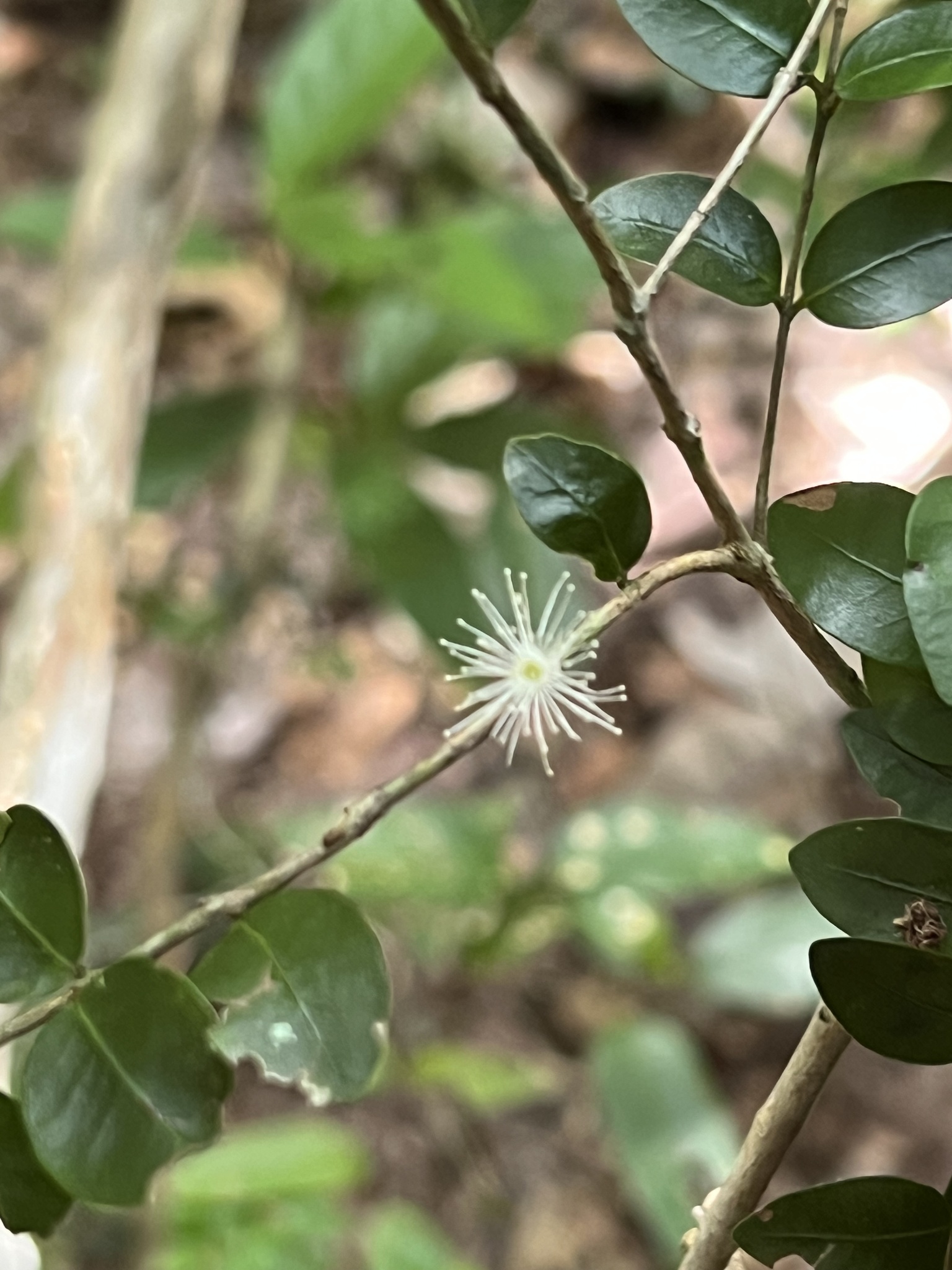 Imagem de Jabuticaba-de-cipó