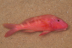 Upeneichthys
