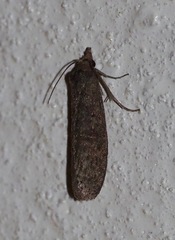 Pyraloidea