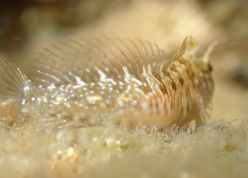 Mystery blenny (Parablennius incognitus) — Blenniidae