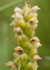 Satyrium microrrhynchum