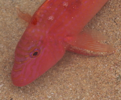 Upeneichthys