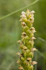Satyrium microrrhynchum