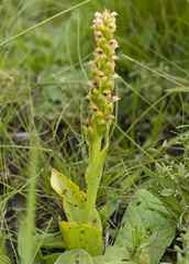Satyrium microrrhynchum