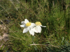 Thalictrum tuberosum