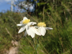 Thalictrum tuberosum
