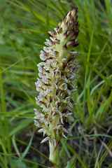 Disa sankeyi