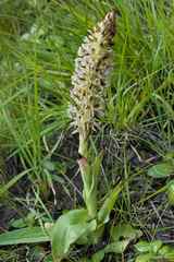 Disa sankeyi