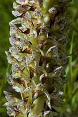 Disa sankeyi