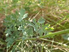 Thalictrum tuberosum