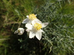 Thalictrum tuberosum