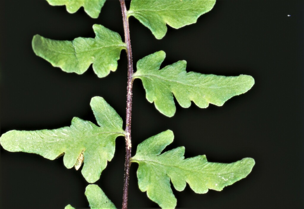 Hemionitis belangeri