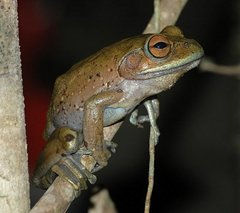 Boophis albilabris