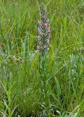 Brachycorythis pubescens