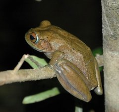 Boophis albilabris