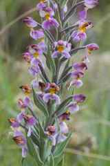 Brachycorythis pubescens