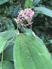 Miconia xalapensis