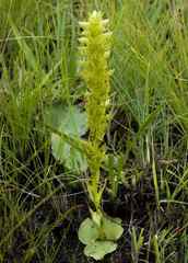 Habenaria lithophila
