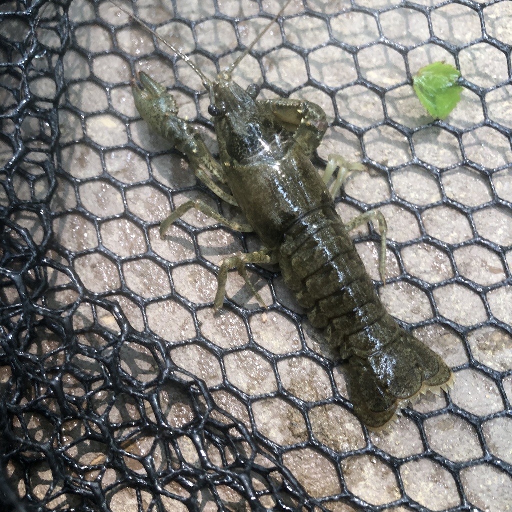 Faxonius from Walker Field, King Of Prussia, PA, US on July 17, 2023 at