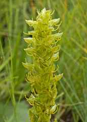Habenaria lithophila