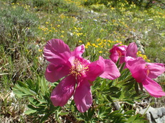 Paeonia officinalis