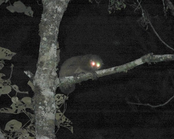 Crossley's Dwarf Lemur