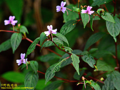 Impatiens leptopoda