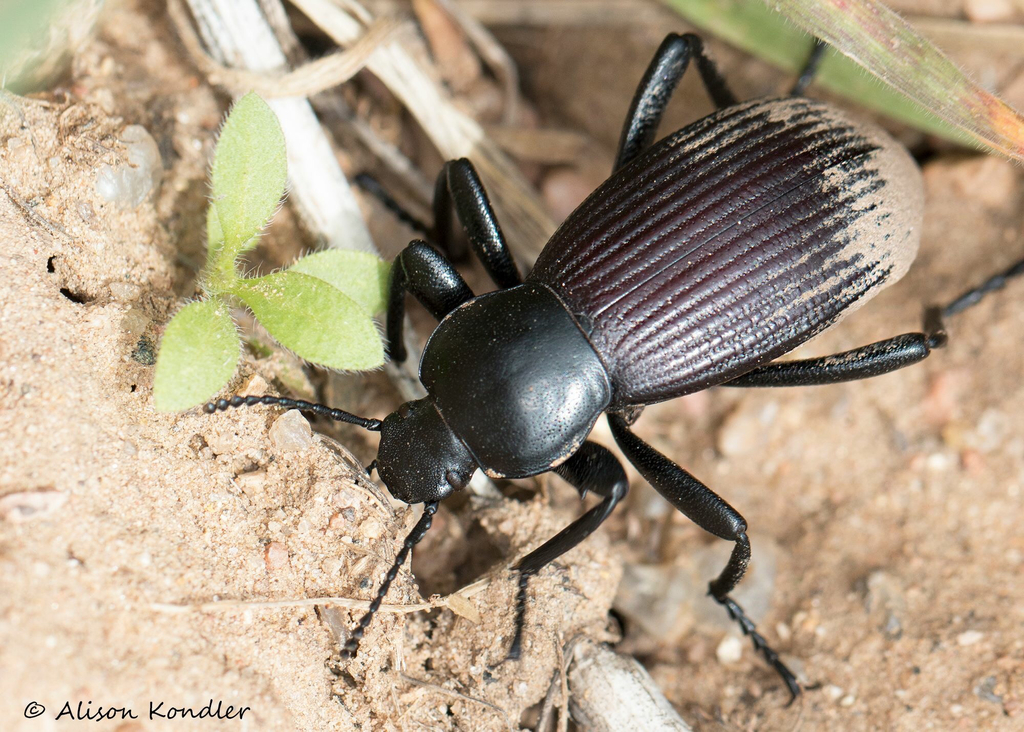 Obscure Darkling Beetle