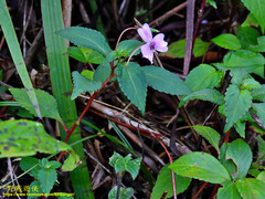 Impatiens leptopoda