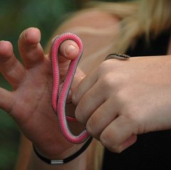 Liophidium rhodogaster